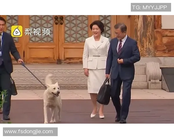 韩国狗狗足球明星排行榜揭晓谁是最受欢迎的四足运动员